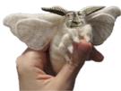 papillondenuit-chance-bombyxmori-bombyx-larry-risitas-moth-mignon