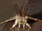 risitas-papillondenuit-mignon-larry-bombyx-bombyxdisparate-moth-chance