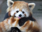 pandaroux-panda-other-blep-roux