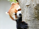 panda-pandaroux-lurk-other-roux