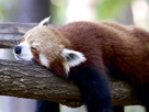 panda-roux-pandaroux-other-sleep