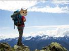 camping-chat-roux-voyage-sac-exploration-decouverte-a-road-other-trip-nature-dos