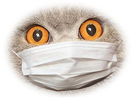 oeil moustaches other regard chirurgien ffp2 masque pupilles british coronavirus moustache yeux broula chirurgical gris covid19 jaune tete pupille covid ffp regarde shorthair orange chat