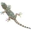 tarante-gecko-lezard-discord-jvc-reptile