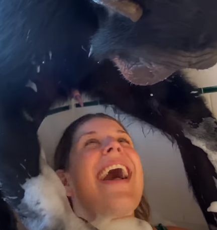 monkeypill risitas pill monkey monkeypilled