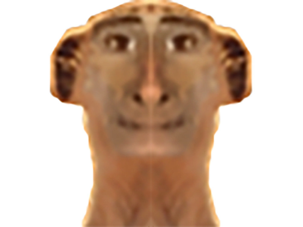 miroir herve lekheyfidele chat risitas