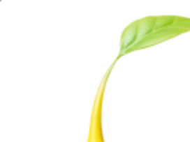 tete pikmin other jaune feuille