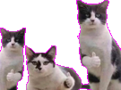 risitas-cat-cool-story-thumb-osef-pouce-bro-chat
