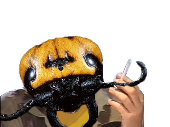 insecte risitas fumer