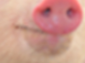 balance pig femie porc jvc zoom feministe cuck cochon ton