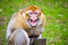 singe-babaoru-singerie-macaque-risitas