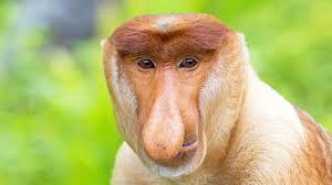 singerie other bastoura bastou nasique