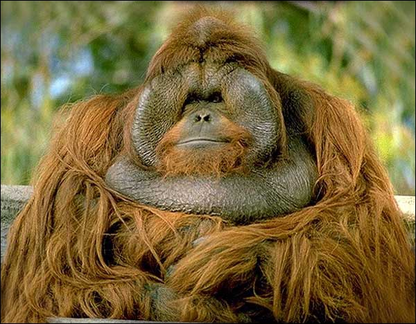 chrone auxochrone singe auxo singerie