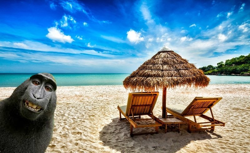 montage other singe singerie vacances sacrisse