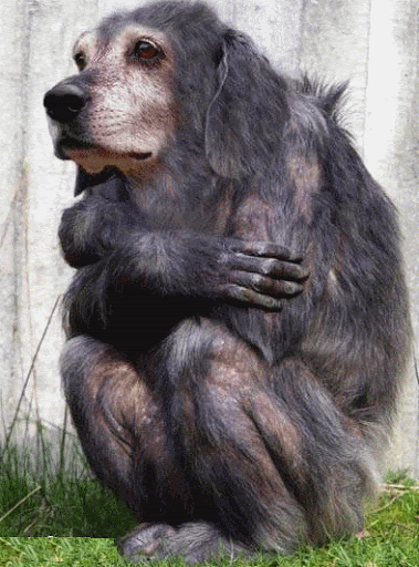 chiensinge singe chien singechien