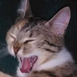 mignon chat lesuicidaire risitas