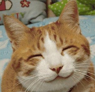 heureux lesuicidaire chat