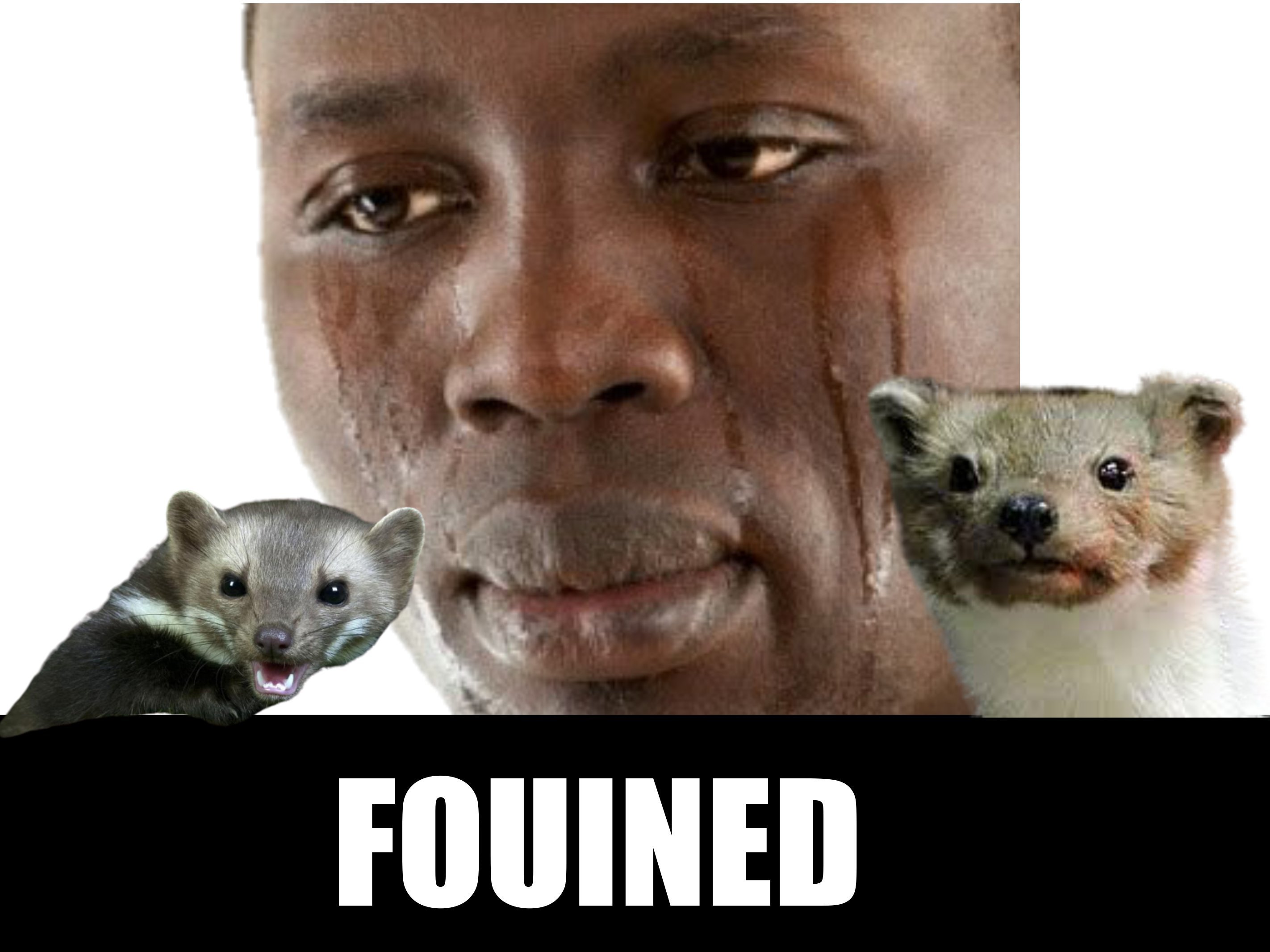 fouine fouines panne fofofm risitas yvesbg larme animaux