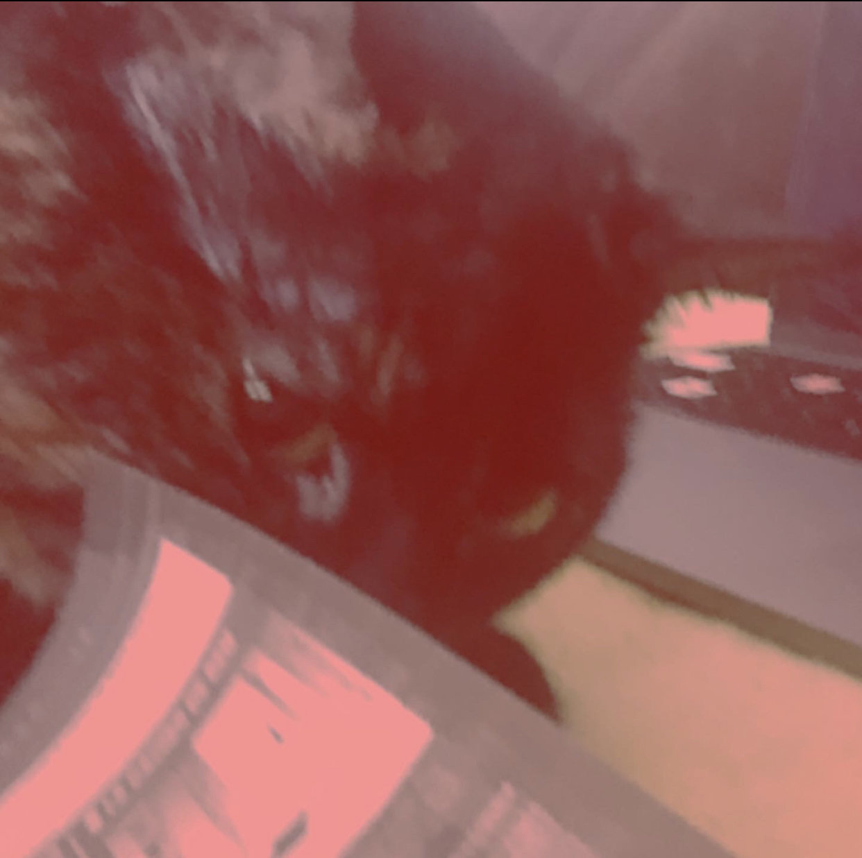 mechant bagarre risitas noir chat