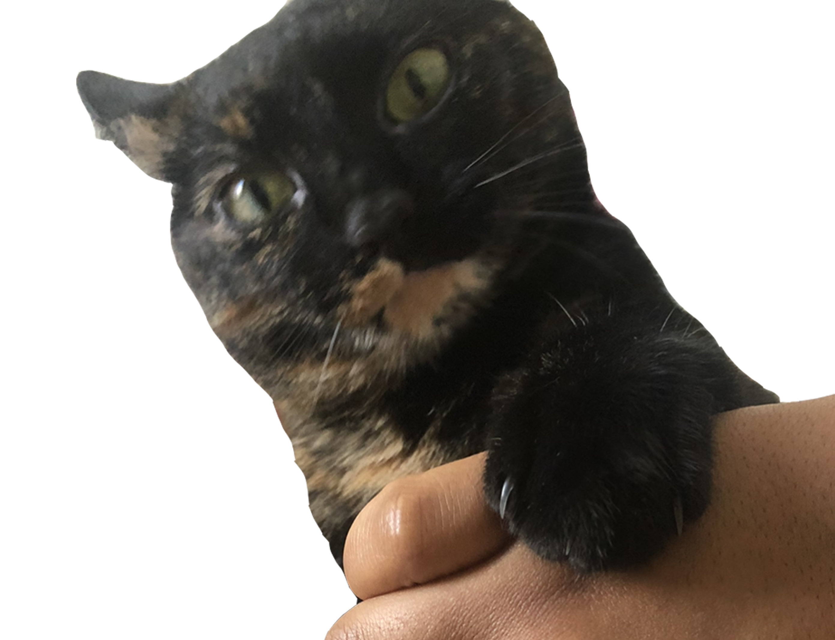 bagarre mechant noir chat