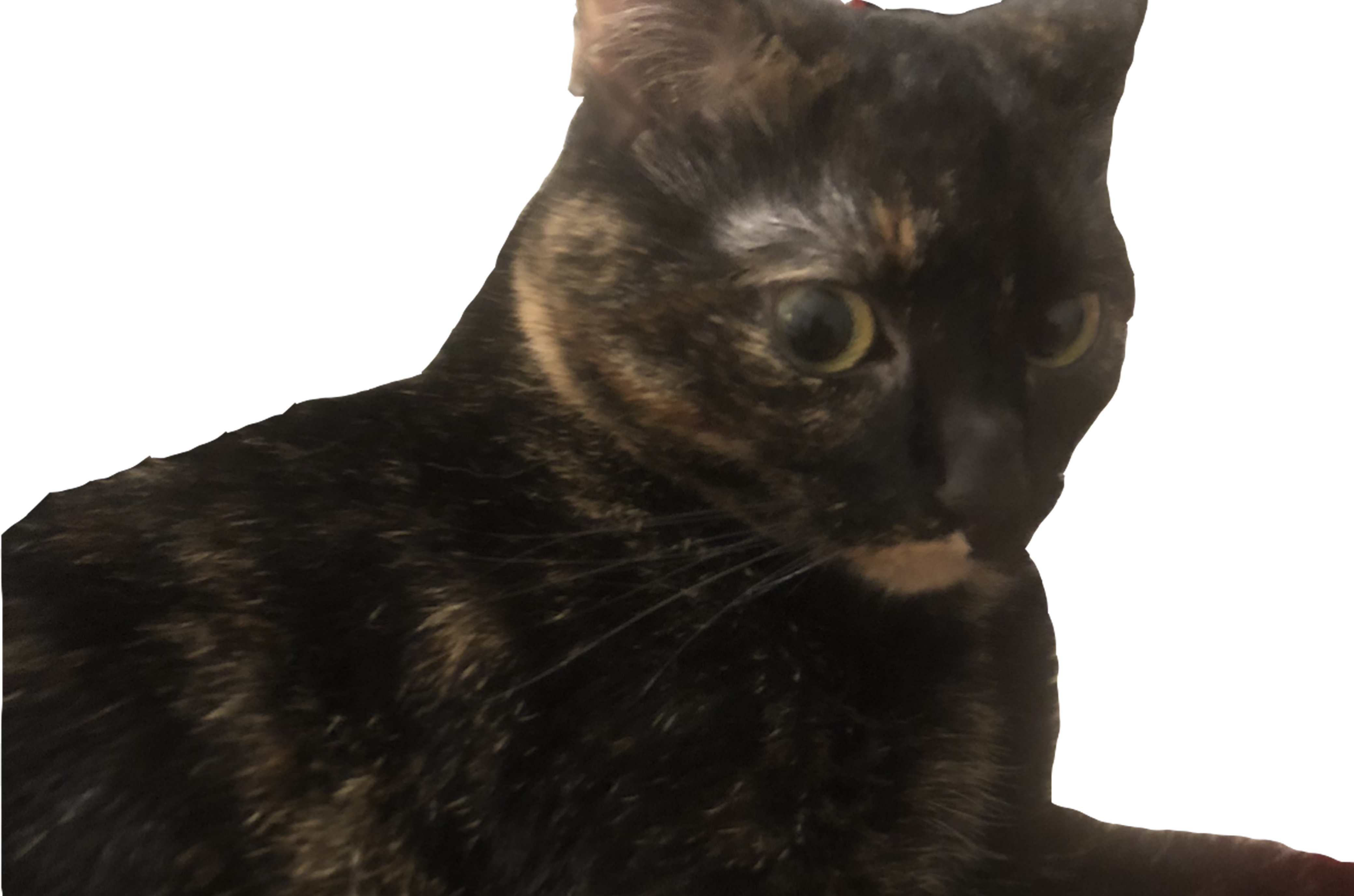 chat mechant other content noir pas