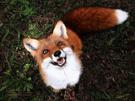 mignon renard other joyeux