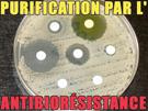 antibioresistance-other-purification-antibiotique-resistance