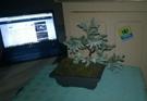 bonsai-plante-other-arbre
