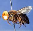 410-risitas-abeille-insecte