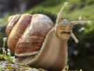 escargot-animal-risitas