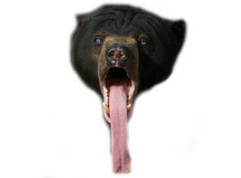 bleuargh ours ouch o