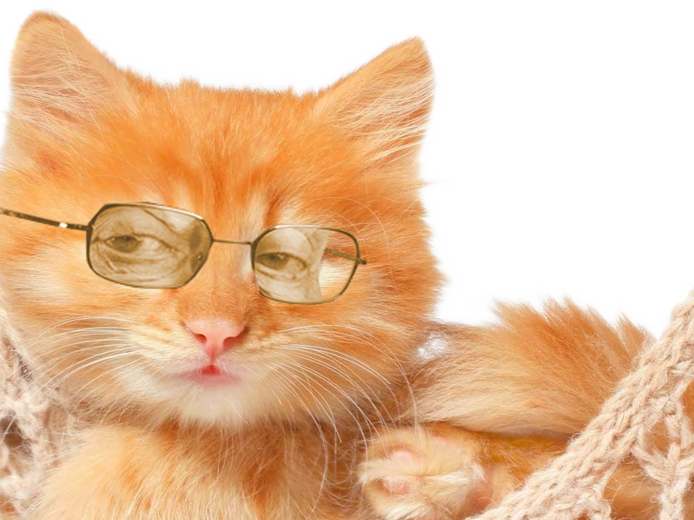 chatte larry animal chance