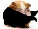 rongeur-atome-dinde-hamster-risitas-masque-adorable-cochon-mignon-cute