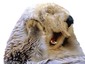 loutre content surpris other surprise heureux fabulous