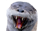 other-loutre-ptdr-lol-rire-content-mdr-jpp-animal