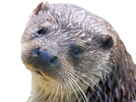 other loutre surprise animal surpris