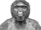 perplexe-risitas-singe-macaque