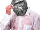 macaque-risitas-sueur-singe