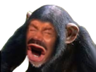 risitas-chimpanze-singe-eussou