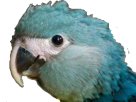 macaw-other-blu-spix