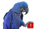 other-ddb-macaw-spix-blu