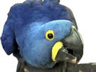 macaw-blu-other-joueur-spix