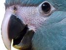 zoom-other-blu-spix-macaw