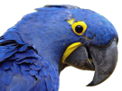 triste-blu-snif-macaw-other-spix