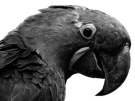 blu-noir-blanc-spix-other-snif-triste-macaw