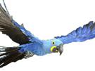 blu-spix-vol-macaw-other