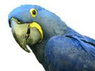blu-choc-other-macaw-spix