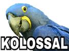 spix-other-macaw-kolossal-blu
