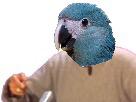 risitas-jesus-spix-blu-macaw