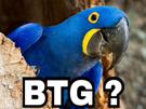 blu-other-grotte-spix-btg-macaw